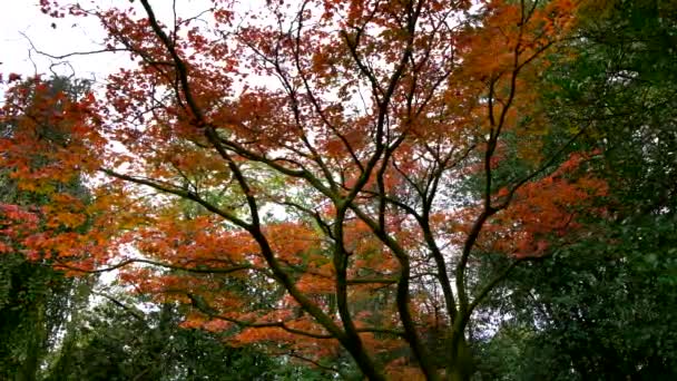 Jesienny Krajobraz Czerwonym Klonem — Wideo stockowe