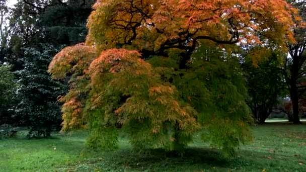 Fantastyczny Jesienny Krajobraz Drzewami Czerwonymi Liśćmi — Wideo stockowe