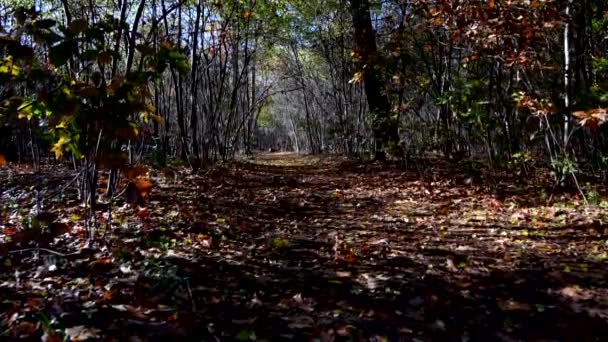 Jesienny Dzień Lesie — Wideo stockowe