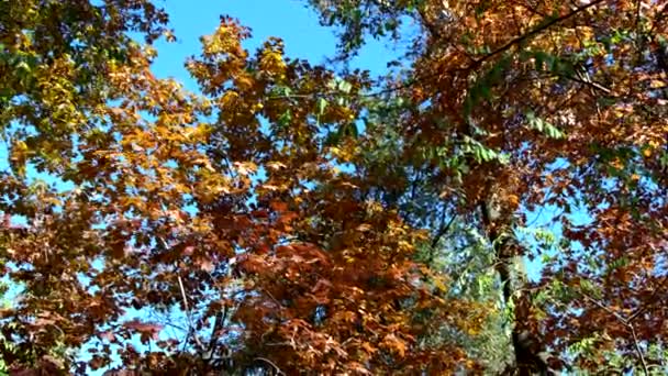 Autumn Landscapes Πτώση Φύλλων Στο Δάσος — Αρχείο Βίντεο