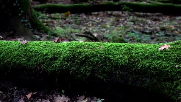 秋の風景 モスで覆われたトランクのある古代の森 — ストック動画