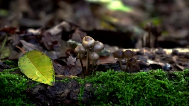 Paesaggi Autunnali Funghi Muschio Nel Bosco — Video Stock