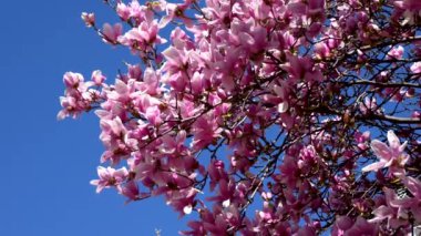 Doğadan bir hediye, baharda pembe çiçekli bir bitkinin güzelliğini keşfet.