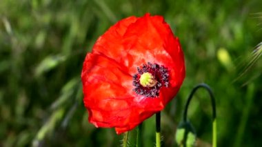 Kırmızı gelincik, Bahar yatay
