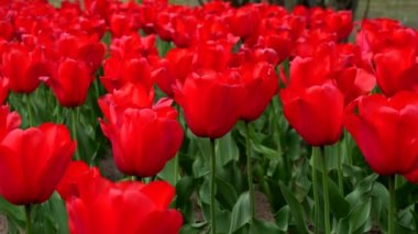 Kırmızı lalelerden oluşan bir arazide bahar manzarası
