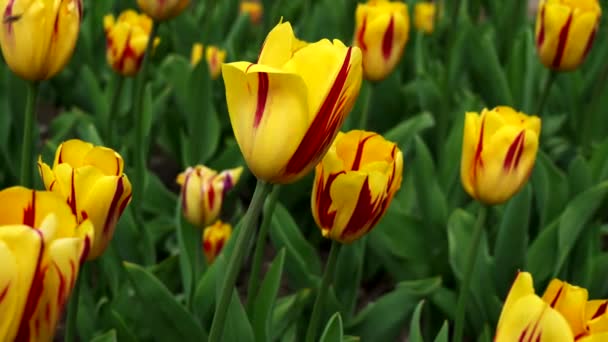 Tulipanes Arco Iris Viaje Través Los Colores Naturaleza — Vídeo de stock
