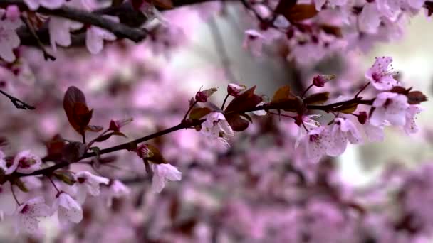 Sakura Beleza Das Flores Cereja Primavera — Vídeo de Stock