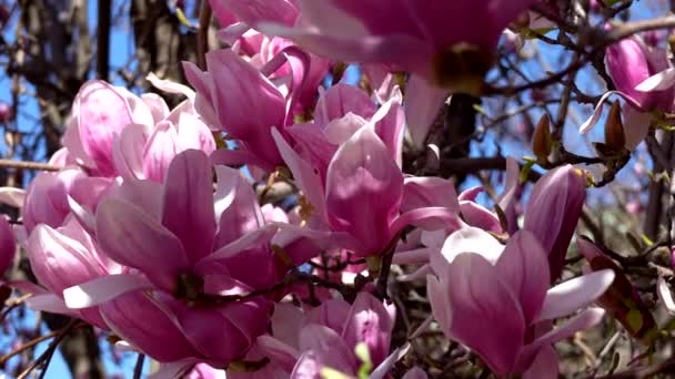 Frühlingslandschaft Mit Bäumen Und Rosa Blumen — Stockvideo
