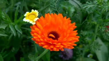 Baharda harika bir portakal çiçeği