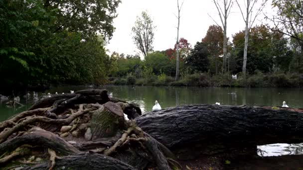 秋の風景 池のドックとジーズ — ストック動画