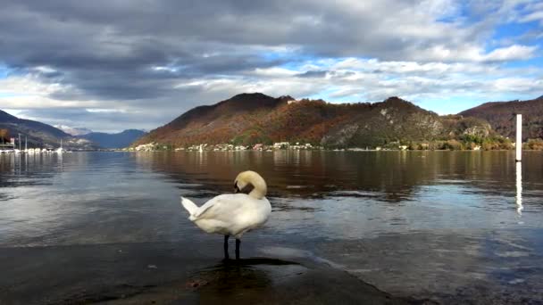 Outono Paisagens Cisne Lago Lugano — Vídeo de Stock