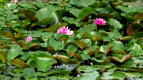 Letni Krajobraz Różowymi Liliami Wodnymi — Wideo stockowe