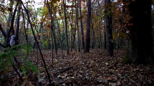 Jesienne Krajobrazy Człowiek Spacerujący Lesie — Wideo stockowe