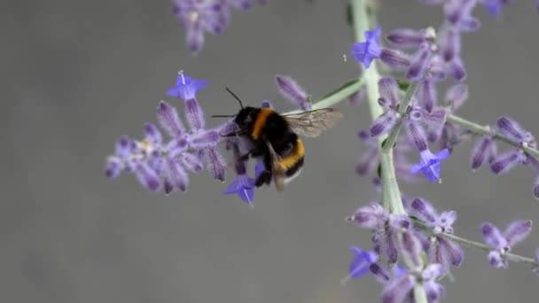 Ανοιξιάτικο Τοπίο Μέλισσα Ένα Πασχαλινό Λουλούδι — Αρχείο Βίντεο