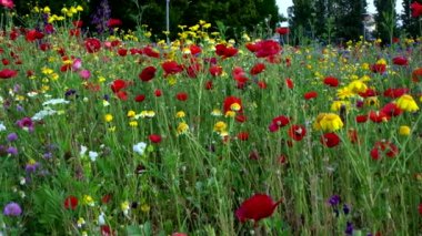 Çok renkli çiçeklerle dolu bir tarlada fantastik bir bahar manzarası