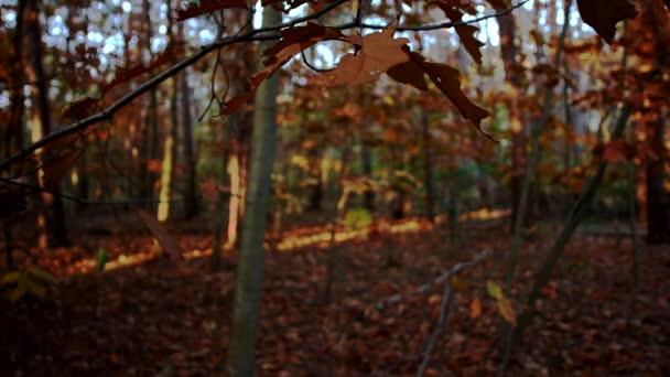 Jesienny Krajobraz Włoskim Lesie — Wideo stockowe
