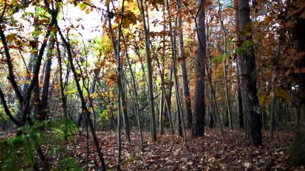 Kolory Jesieni Podróż Lasu — Wideo stockowe
