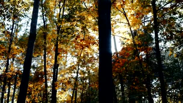 Jesienny Krajobraz Lesie Zachodzie Słońca — Wideo stockowe