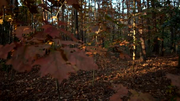 Jesienne Krajobrazy Lesie — Wideo stockowe