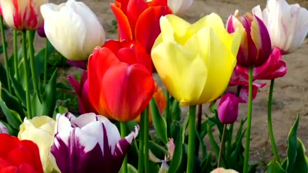 Wiosenny Krajobraz Polu Wielobarwnych Tulipanów — Wideo stockowe