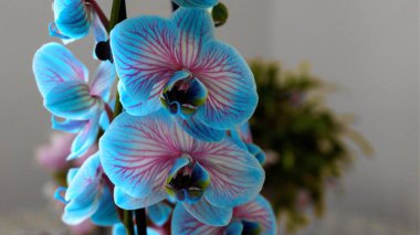 Mavi bir orkidenin muhteşem çiçekleri.