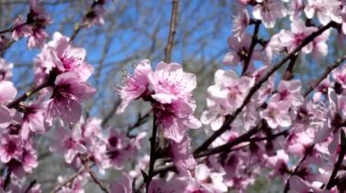 Sakura - İlkbaharda kiraz çiçekleri