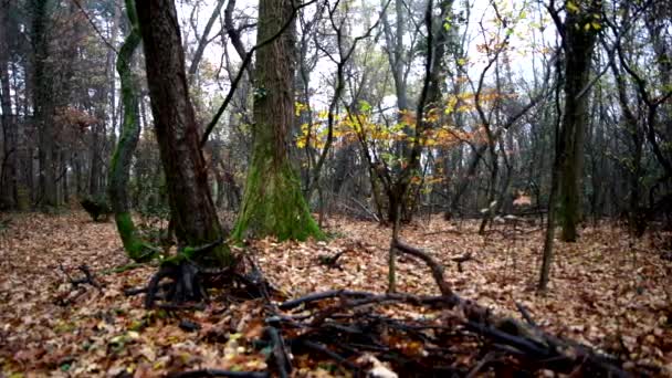 Sonbahar Renkleri Ormana Bir Yolculuk — Stok video