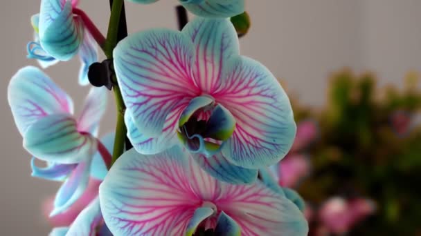 Niebieska Orchidea Fascynujący Kwiat — Wideo stockowe