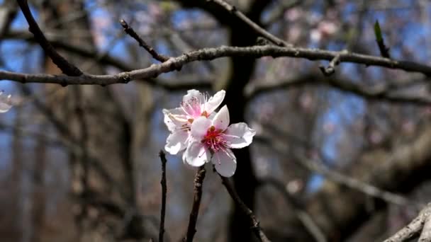Sommerlandschaft Mit Pfirsichblüten — Stockvideo