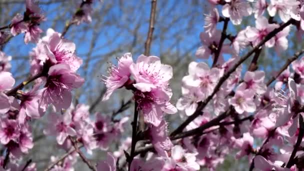Sakura Άνθη Κερασιάς Την Άνοιξη — Αρχείο Βίντεο