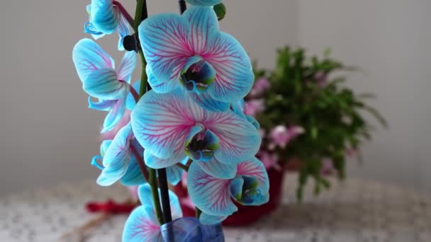 Naturaleza Muerta Orquídea Azul — Vídeos de Stock
