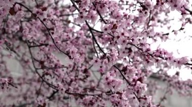 Sakura - İtalya 'da kiraz çiçekleri