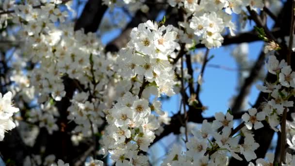 Şeftali Çiçekleriyle Bahar Manzarası — Stok video
