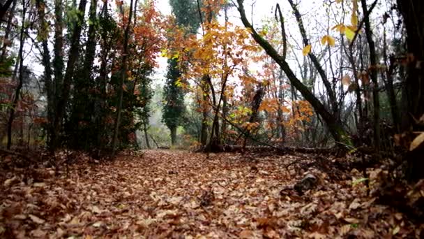 Jesień Lesie Zmysłowa Podróż Pomiędzy Naturą Relaksem — Wideo stockowe