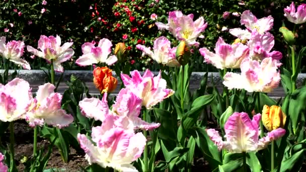 Весенний Пейзаж Розовыми Тюльпанами Попугая — стоковое видео