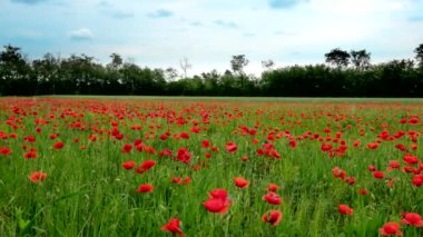 Haşhaş tarlasında yaz manzarası
