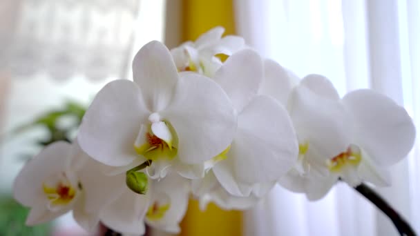 Białe Orchidee Kwitnące Wiosną — Wideo stockowe