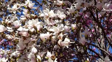 Baharda beyaz ve pembe çiçekli bitki.