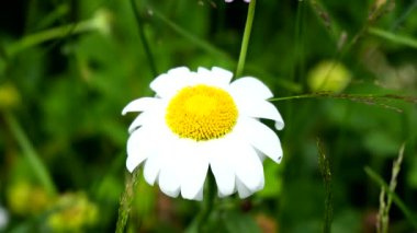 Papatya tarlasında bahar manzarası