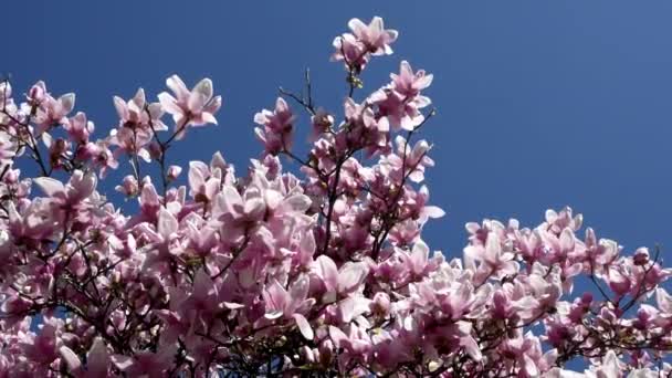Δέντρο Ροζ Λουλούδια Την Άνοιξη — Αρχείο Βίντεο