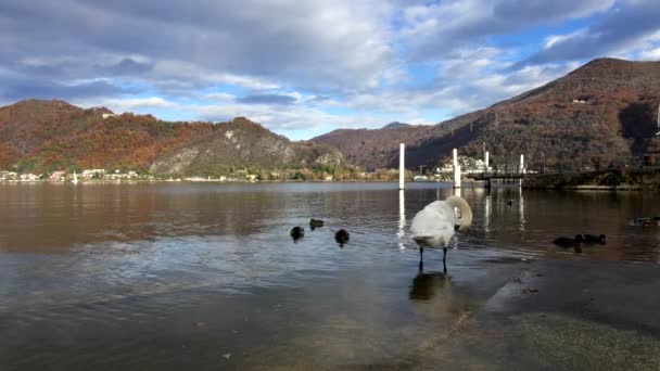 Autumn Landscape Swan Lake Lugano — Stock Video