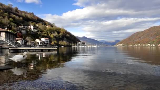 Paisagem Outono Com Cisne Lago Lugano — Vídeo de Stock