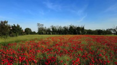  Hava Aracı - Baharda gelincik tarlası üzerindeki manzara