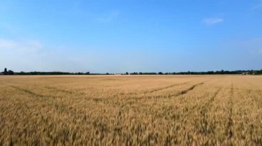 Bir buğday tarlasında hava aracı ilkbahar manzarası