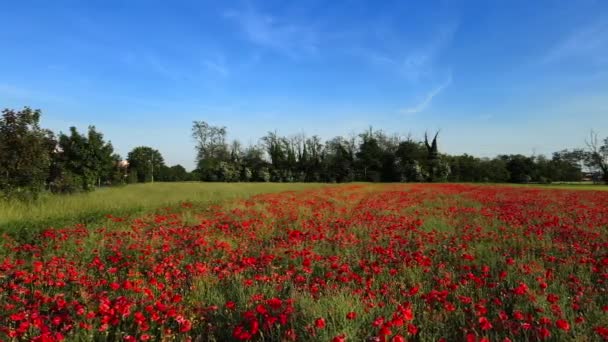 空中无人机 春天在罂粟田上的景观 — 图库视频影像