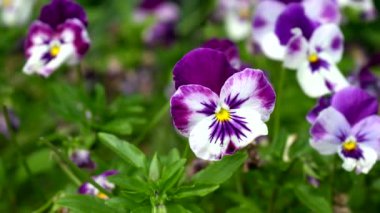 Renkli menekşelerle bahar manzarası