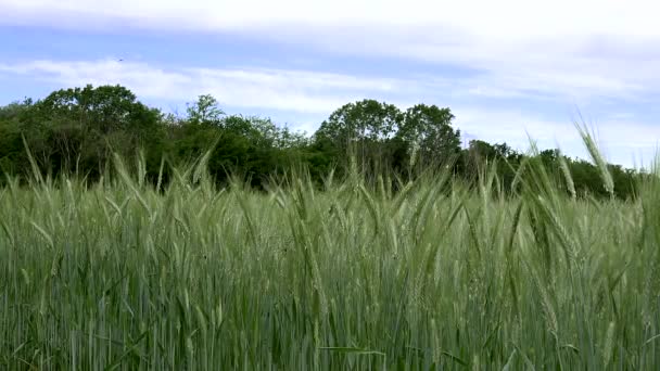 Spring Landscape Wheat Field — Stock Video