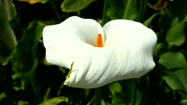 Wiosenny Krajobraz Białym Kwiatem — Wideo stockowe