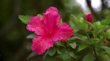 bir ormandaki kırmızı çiçek