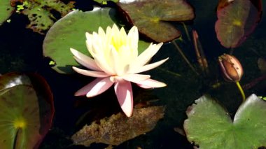 İlkbaharda bir gölde çiçek açan nilüferler.